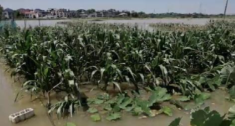 China vows financial support to restore agricultural output after floods